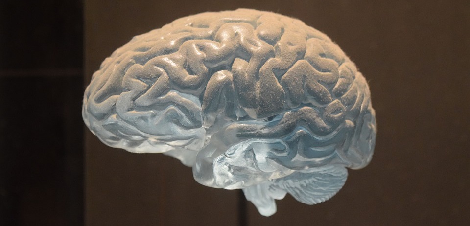 Сколько может прожить мозг. Старение мозга. Грани возможного человеческий мозг. Гриб похожий на человеческий мозг.